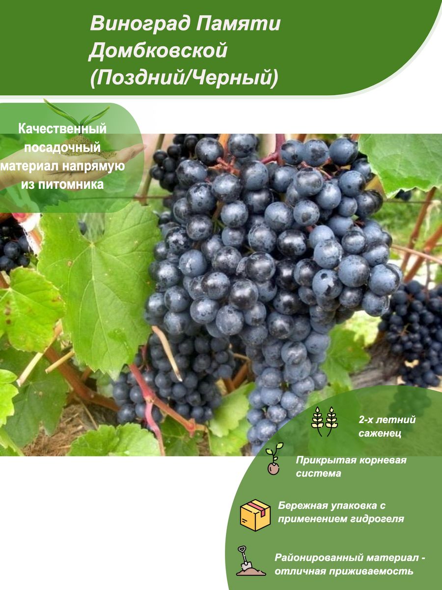 Виноград плодовый памяти Домбковской