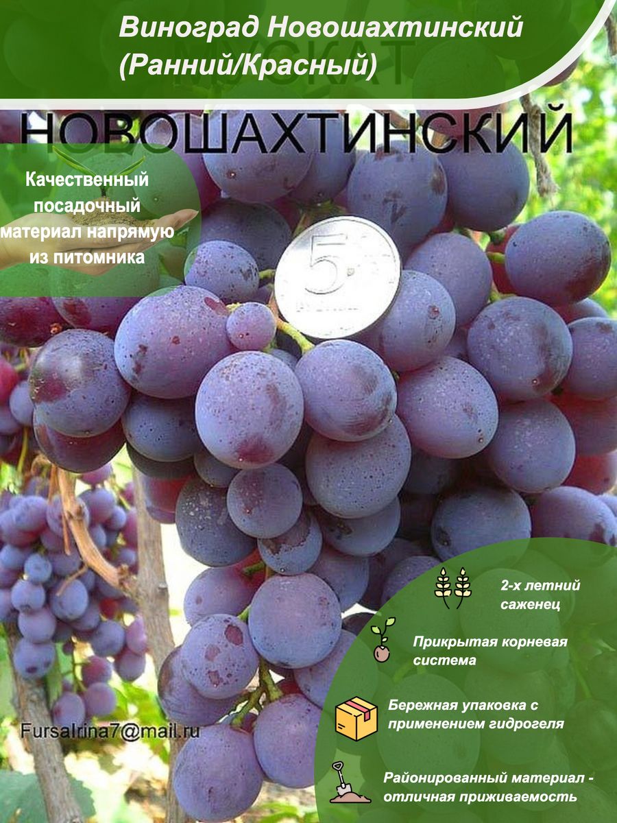 Сорт винограда Мускат Новошахтинский