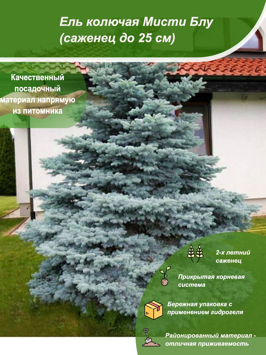 Ель колючая Picea pungens