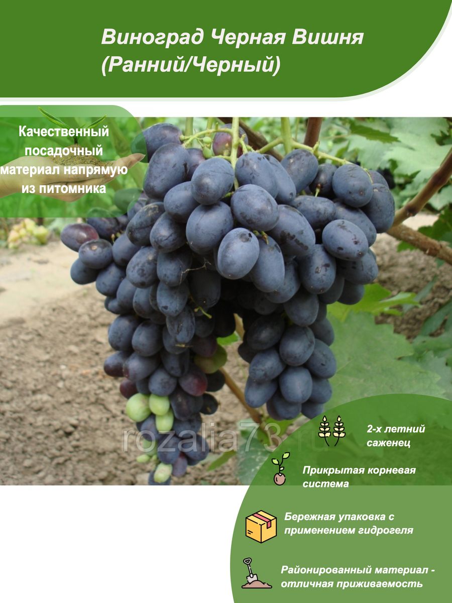 виноград черный хрусталь описание сорта фото