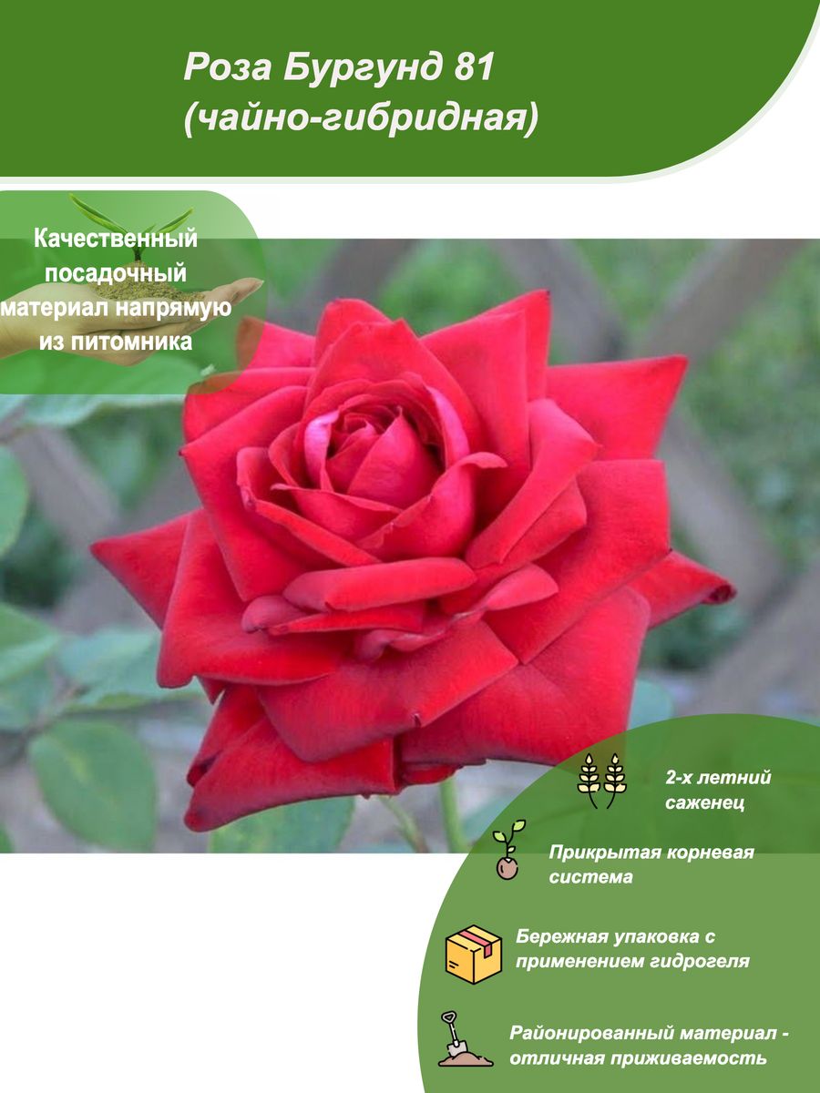 Роза чайно-гибридная бургунд (Burgund 81)