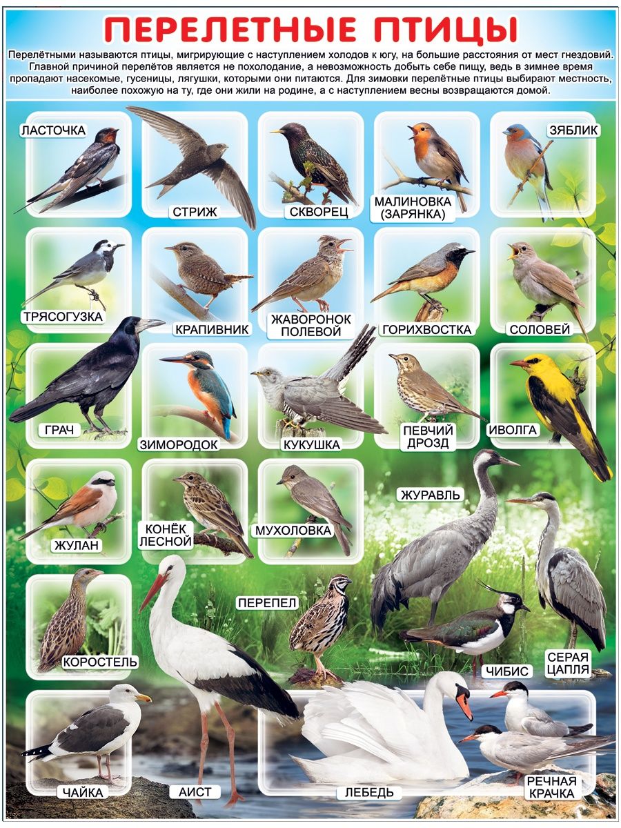 перелетные птицы удмуртии фото с названиями
