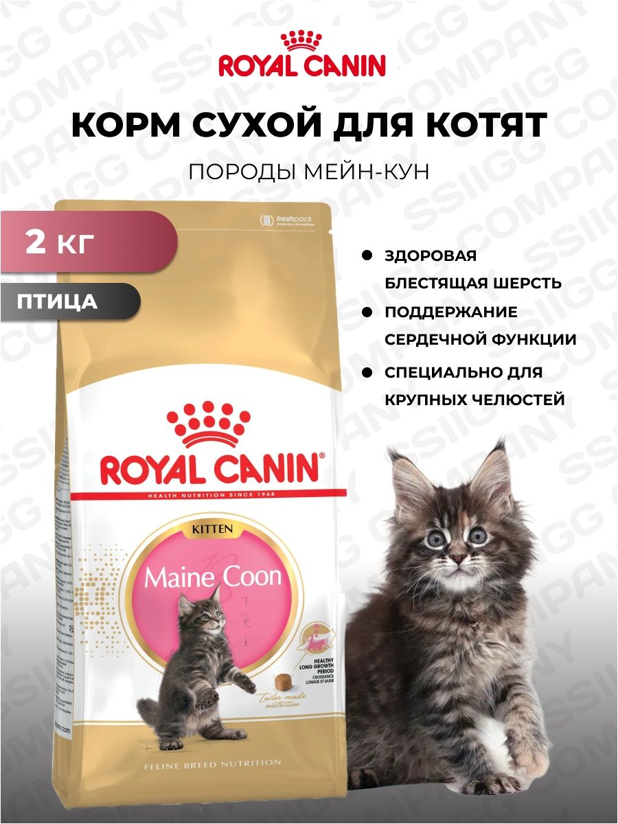 Royal canin maine coon